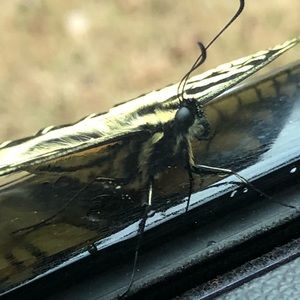 Meet your Posher, Essence